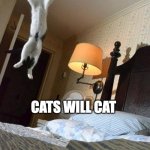 JUMPING CAT | CATS WILL CAT | image tagged in jumping cat,cat,joy | made w/ Imgflip meme maker