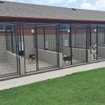 Dog Boarding Kennel