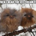 cute | ME WHEN I HEAR THE ICE CREAM TRUCK | image tagged in baby owls | made w/ Imgflip meme maker