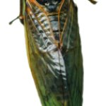Cicada