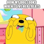 dog treat meme | HOW MY DOG LOOKS 
WHEN I GIVE HER TREATS | image tagged in jake drool,dog | made w/ Imgflip meme maker