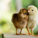 lets see how popular two chicks can get | image tagged in when u need a friend,chicken | made w/ Imgflip meme maker