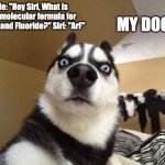 Shocked dog | MY DOG:; Me: "Hey Siri, What is the molecular formula for Argon and Fluoride?" Siri: "ArF" | image tagged in shocked dog | made w/ Imgflip meme maker