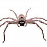 Huntsman Spider Meme Generator - Imgflip