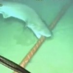 Shark eats Fibre Optic Cable