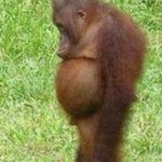 Chubby orangutan | DICKIE-DO; WHEN YOUR BELLY STICKS OUT 
MORE THAN YOUR DICKIE DO | image tagged in chubby orangutan | made w/ Imgflip meme maker