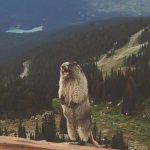 Screaming Marmot GIF Template