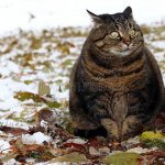 Fat Cat template