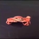 Crab gets crushed by spoon GIF Template