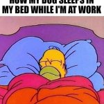 Homer Simpson Bed | HOW MY DOG SLEEPS IN MY BED WHILE I'M AT WORK | image tagged in homer simpson bed,funny dog memes,dog memes | made w/ Imgflip meme maker