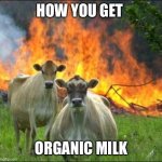 Evil Cows Meme | HOW YOU GET ORGANIC MILK | image tagged in memes,evil cows | made w/ Imgflip meme maker