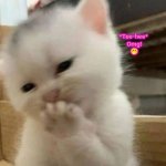 tee hee kitten | *Tee-hee* 
Omg!
🤭 | image tagged in tee hee kitten,omg kitten,kitten blowing kisses,thinking kitten,mwah kitten | made w/ Imgflip meme maker
