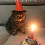 Please! Just stop! | HAPPY BIRTHDAY TO ME…; I WISH PEOPLE WOULD STOP BEING RUDE TO ME JUST BECAUSE I LIKE GACHA, *BLOWS OUT CANDLE* | image tagged in sad birthday cat,sad,stop | made w/ Imgflip meme maker