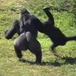 Gorilla throwing human