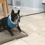 Unmotivated Dog GIF Template