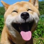 Happy Doge | image tagged in happy doge | made w/ Imgflip meme maker