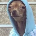 Chihuahua in hoodie template