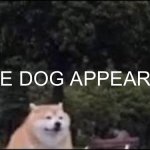 The dog appears!