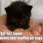 Murder Muffin | kitten ('kit•tn), noun small, homicidal muffin on legs | image tagged in smol kitten | made w/ Imgflip meme maker