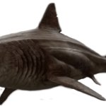 Megalodon