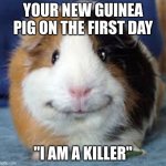Killer guinea pig | YOUR NEW GUINEA PIG ON THE FIRST DAY; "I AM A KILLER" | image tagged in guinea pig,funny memes | made w/ Imgflip meme maker