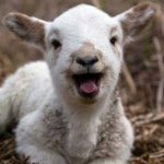 Laughing Goat | HELP BARRY GET TO THE FRONT PAGE | image tagged in laughing goat | made w/ Imgflip meme maker