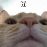 The Cat | hi | image tagged in the cat | made w/ Imgflip meme maker