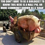 it's a boar | YOU DON'T HAVE TO BE A BIOLOGIST TO
KNOW THIS HERE IS A MALE PIG, OR
MORE COMMONLY KNOWN AS A 'BOAR'. | image tagged in funny animal meme,biologist,male,pig,hog,swine | made w/ Imgflip meme maker