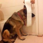 Dog hiding behind toilet paper
