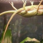 lizard holding up his girl