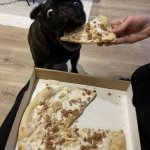 Pug with Pizza 2