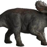 Female Nasutoceratops