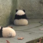 Panda sitting in corner