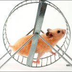 Hamster on wheel