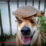 happ dog and tortoise to make you happ