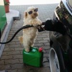 Dog Petrol Station Attendant (Higher Res) template
