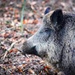boar
