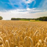 Amber waves of grain