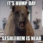 Hump Day Camel | IT'S HUMP DAY; SESHLEHEM IS NEAR | image tagged in hump day camel,funny memes | made w/ Imgflip meme maker