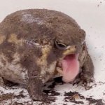 Coughing frog