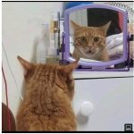 Cat Looking in Mirror