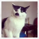 Shocked Kitler Cat