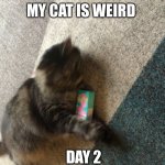 My cat is weird | MY CAT IS WEIRD; DAY 2 | image tagged in cat,cats,are,weird,sometimes | made w/ Imgflip meme maker