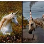 Unicorn before and after