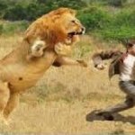 Lion Chasing Man