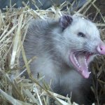 Raging Opossum