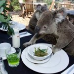 Koala Plate template