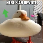 Duck giving upvote