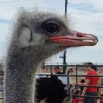 ostrich template