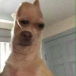 d o g | image tagged in d o g | made w/ Imgflip meme maker